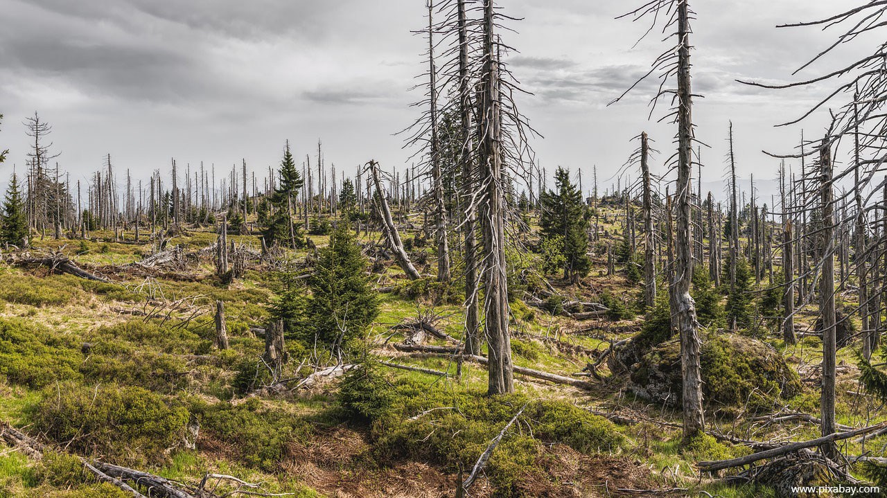 bavarian forest