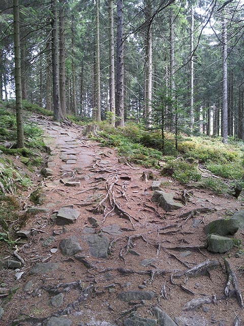 Borschel kado ein weg im schwarzwald