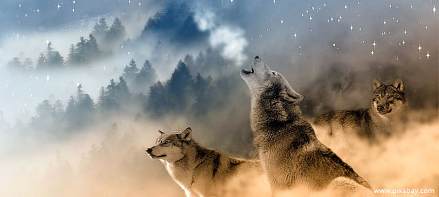 wolves